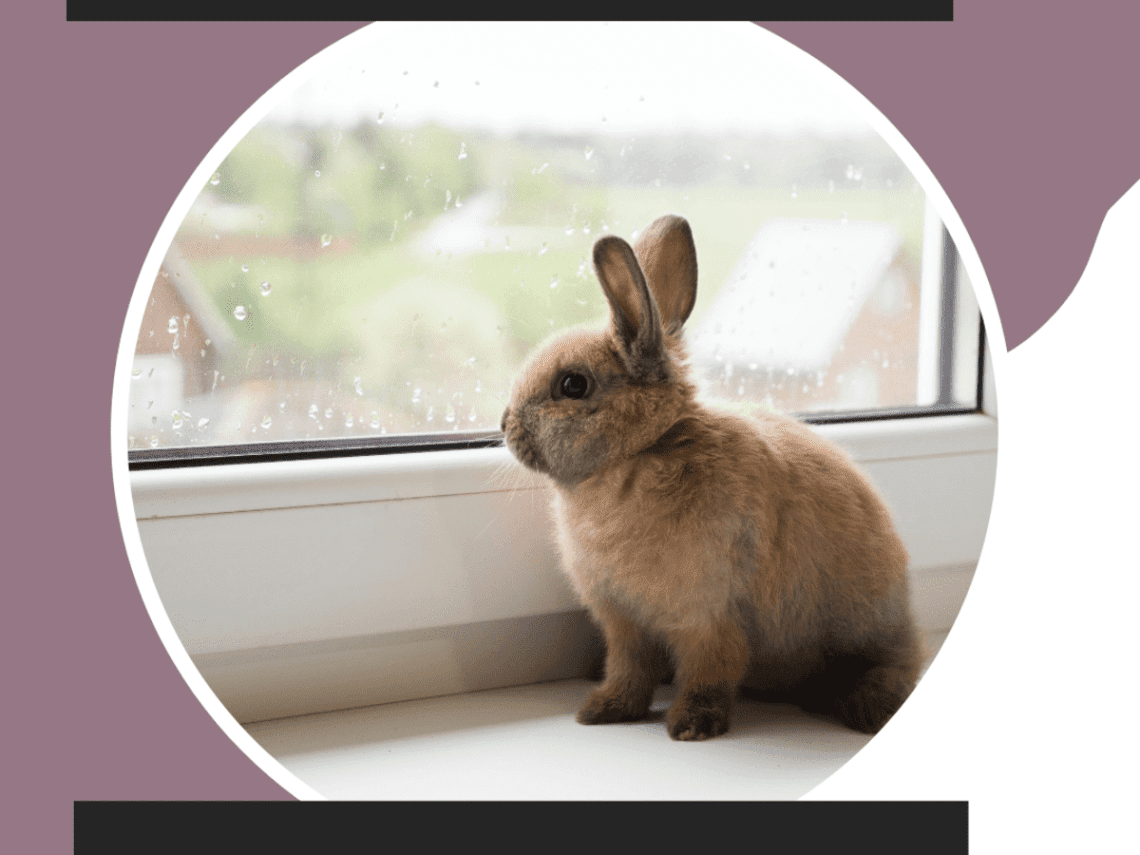 Shedding in rabbits and rodents