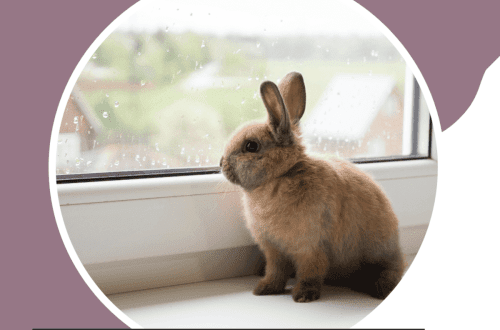 Shedding in rabbits and rodents