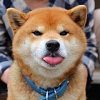 Shiba Inu became famous for their curiosity.
