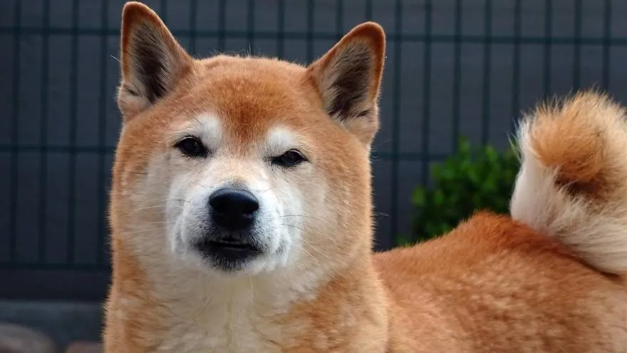 Shiba Inu became famous for their curiosity.