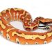 Maize snake: maintenance and care at home