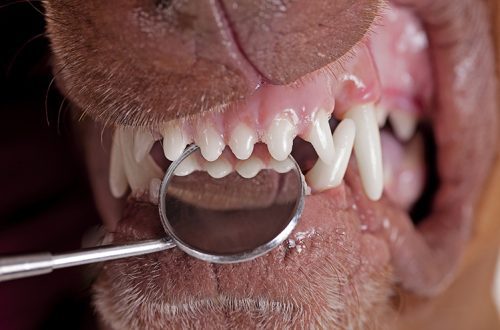 Should a dog&#8217;s teeth be brushed?