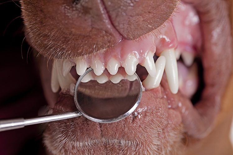 Should a dog&#8217;s teeth be brushed?