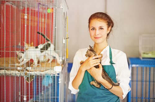 Should I adopt a pet from a shelter?