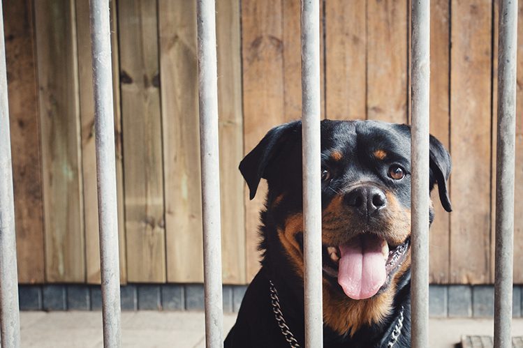 Should I adopt a pet from a shelter?