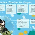Should I feed my puppy before vaccination?