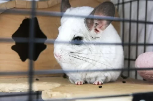 Should I let my chinchilla out of the cage?