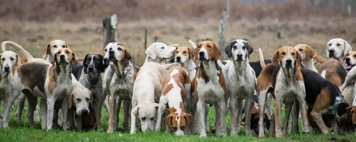 Pointer Dog Breeds