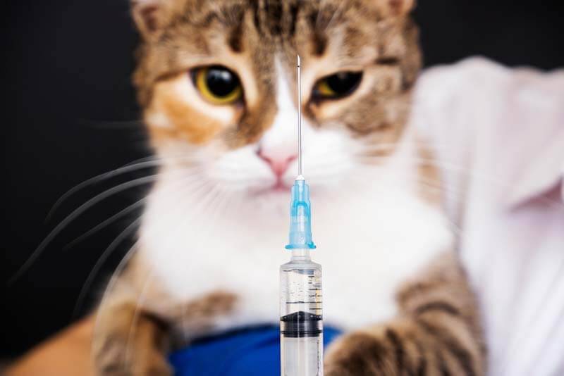 Side effects in cats after vaccination against rabies and other diseases