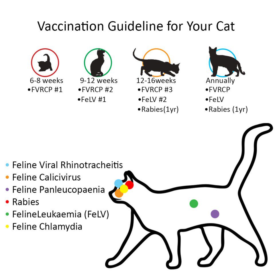 Side effects in cats after vaccination against rabies and other diseases