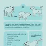 Signals of stress in a dog during training