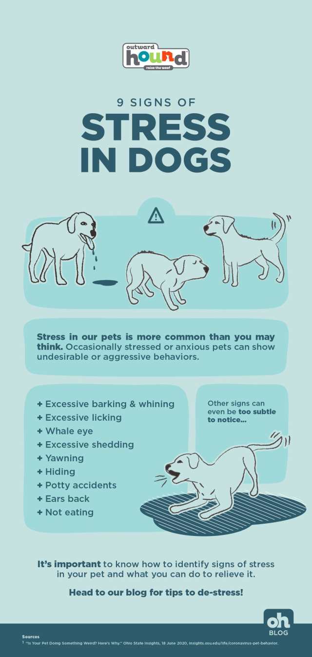 Signals of stress in a dog during training