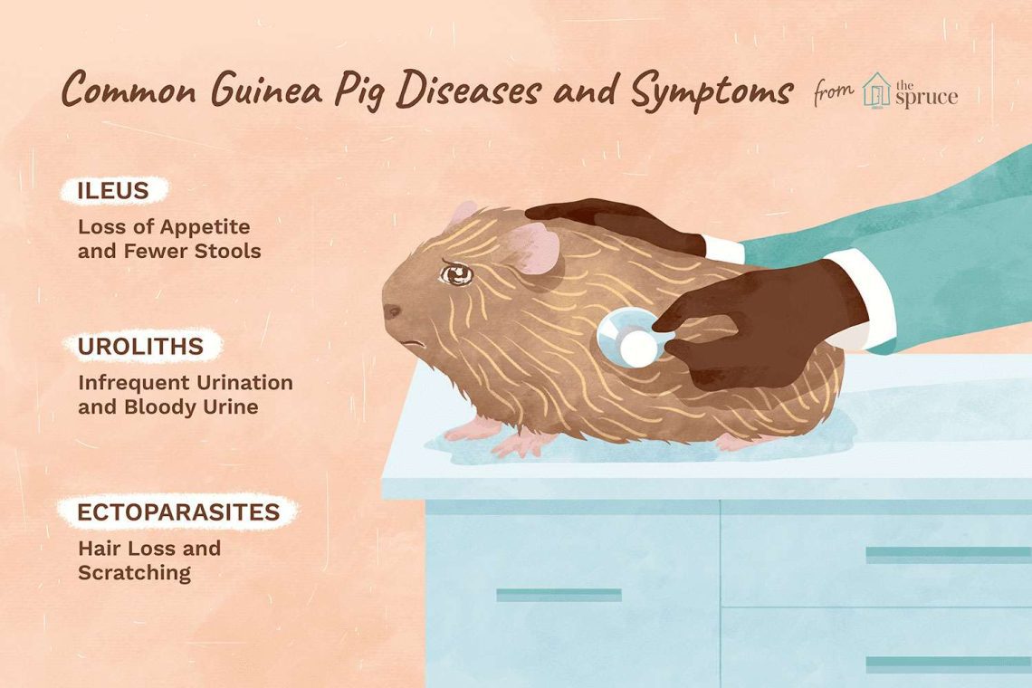 Signs of disease in guinea pigs