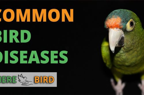 Signs of disease in parrots