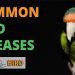 Diseases of budgerigars