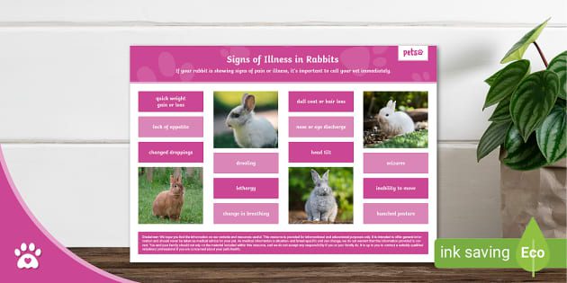 Signs of illness in decorative rabbits