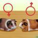 Toxicosis in guinea pigs