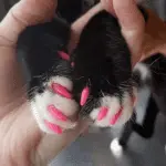 Silicone nail pads for cats