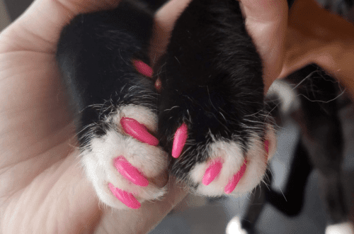 Silicone nail pads for cats