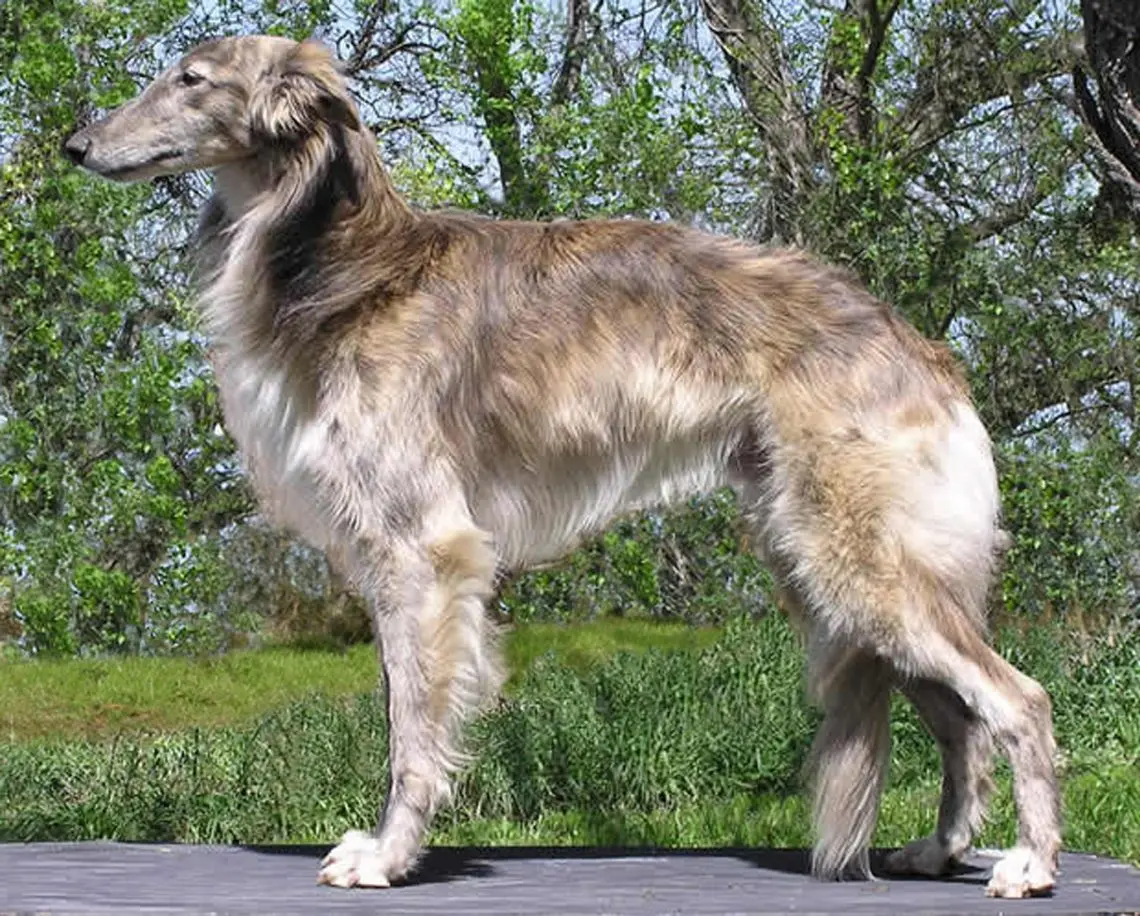 Silky Windhound