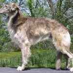 Silky Windhound