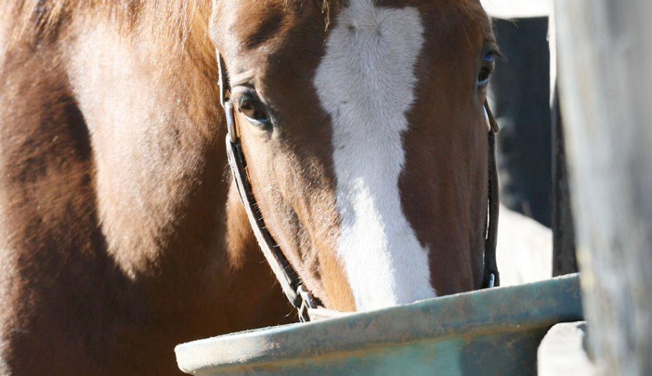 Simple feed for horses