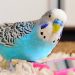 How to determine the age of a budgerigar?