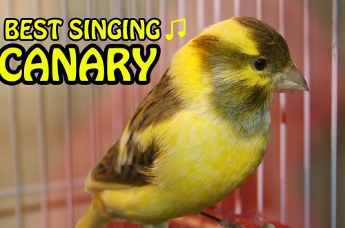 singing canary