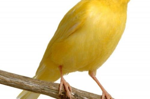 Six basic rules for caring for canaries