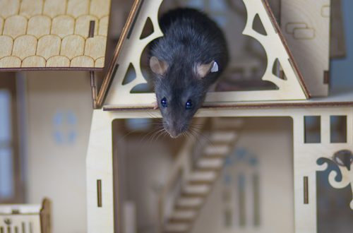 Six rules for caring for a decorative rat