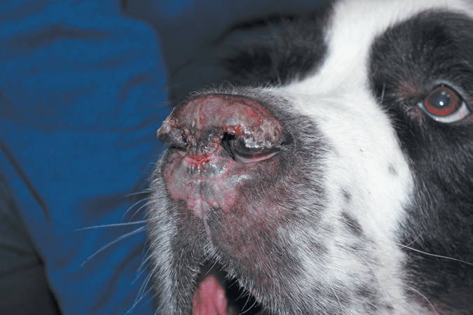 Skin diseases in dogs: photos of diseases and treatment
