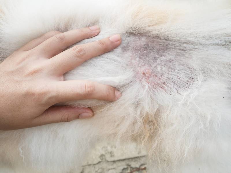 Skin diseases in dogs: photos of diseases and treatment