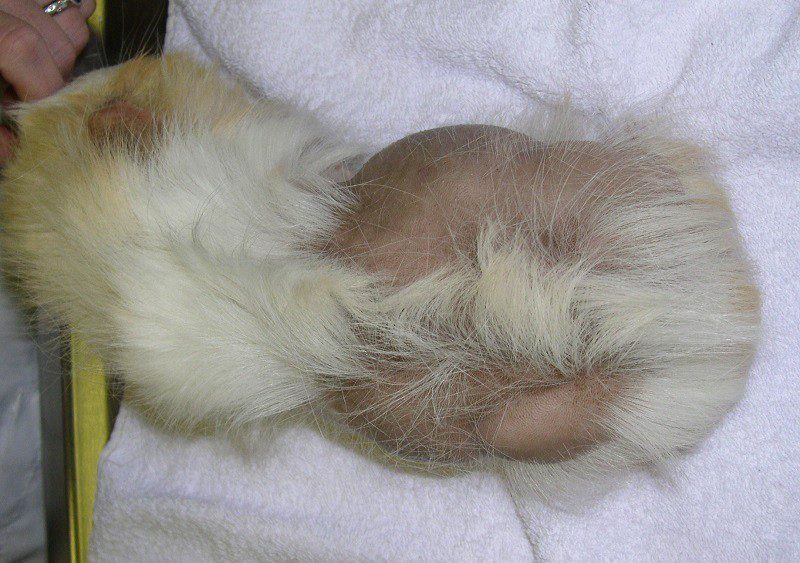 Skin diseases in guinea pigs