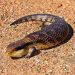 Blue-tongued skink