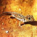 Skink gecko