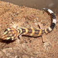 Skink gecko