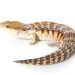 Cape monitor lizard: maintenance and care at home