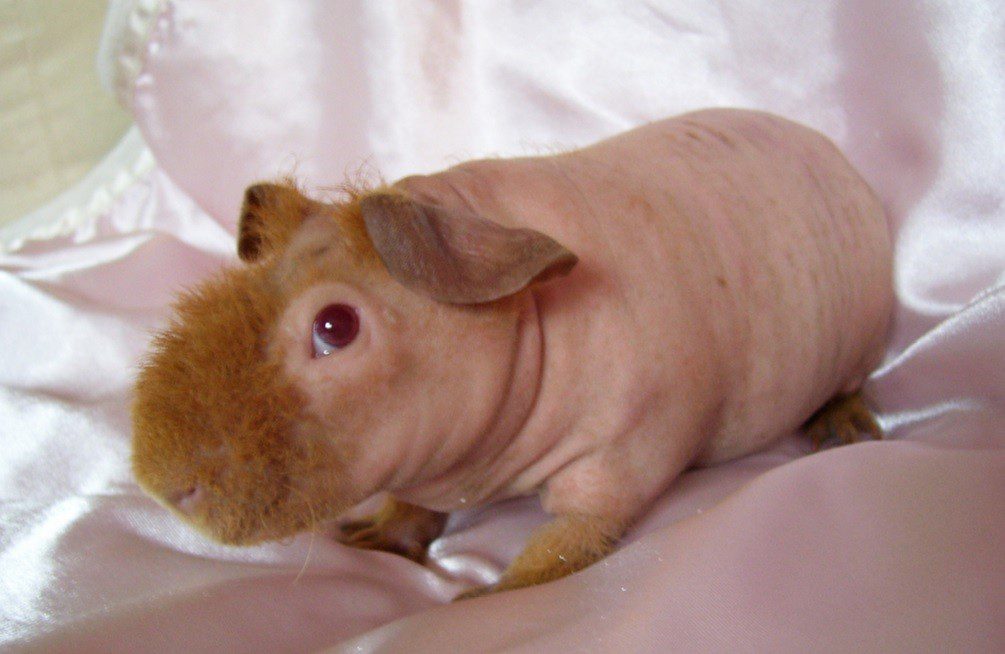 Skinny guinea pig