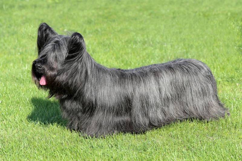Skye Terrier on the grass
