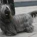 Sicilian Hound (Cirneco dell&#8217;Etna)