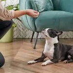 Small dog training