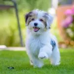 Small dogs that can be trained