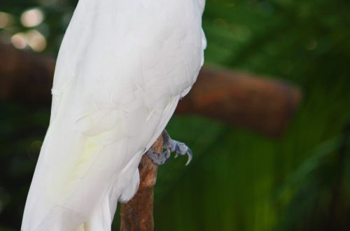 Small yellow-crested cockatoo
