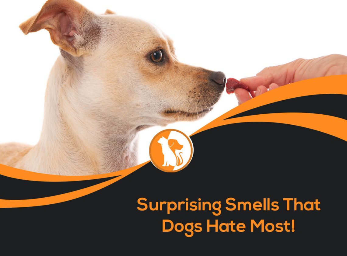 Olyan szagok, amelyeket a kutyák nem szeretnek