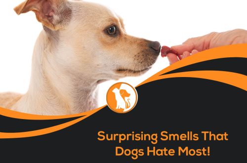 Smells that dogs don&#8217;t like