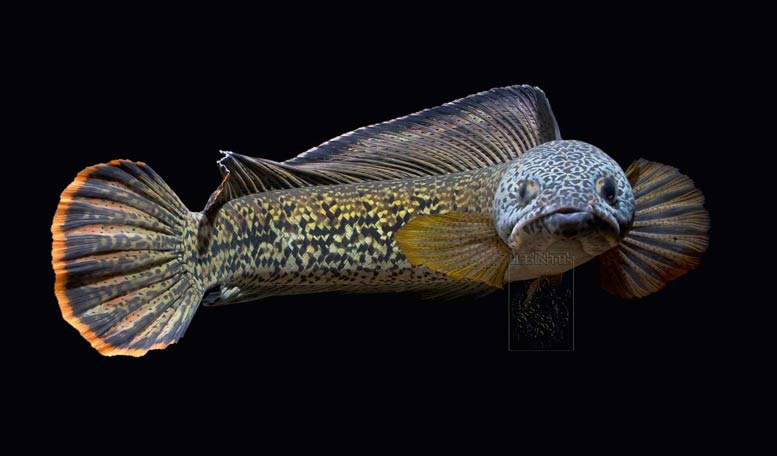 snakeheads