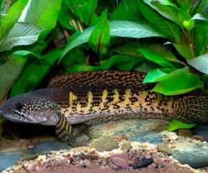 snakeheads