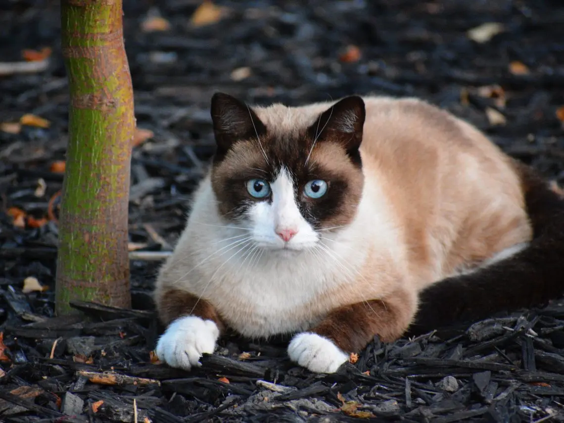 Snowshoe cat