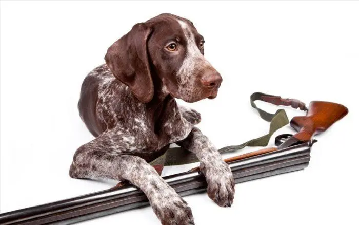 Hunting Dog Breeds