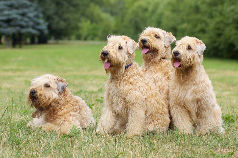 Irish Soft Coated Wheaten Terriers